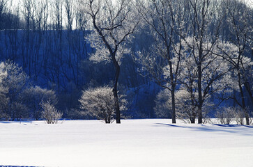 Fototapeta premium 雪に覆われた雑木林極寒の朝樹氷の有る風景