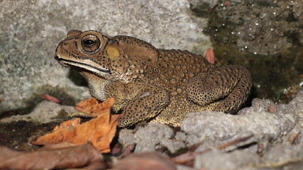 Fototapeta premium frog on the ground