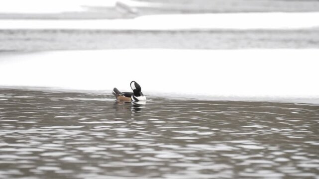 One male hooded merganser swims and preens in icy winter water. The duck shakes and grooms its feathers while moving alongside floating ice and snow. Peaceful wildlife scene showing natural behaviour.