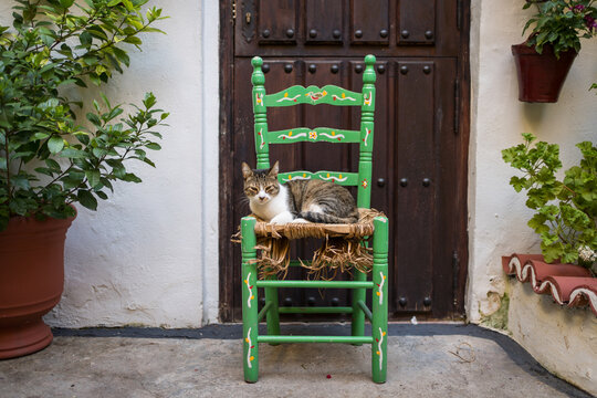Traditional Cordoban courtyard with chair and cat