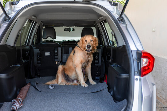 Golden retriever ready for a vet trip in the car