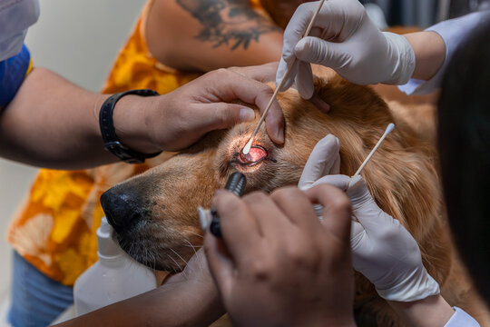 Veterinary eye examination for a dog
