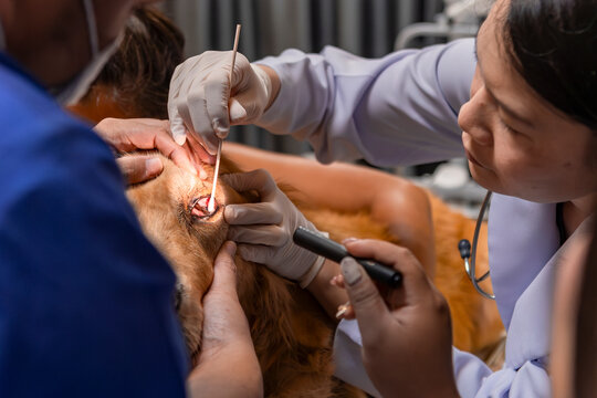Veterinary eye examination for dog care