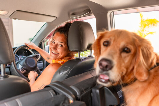 Happy golden retriever riding to the veterinarian
