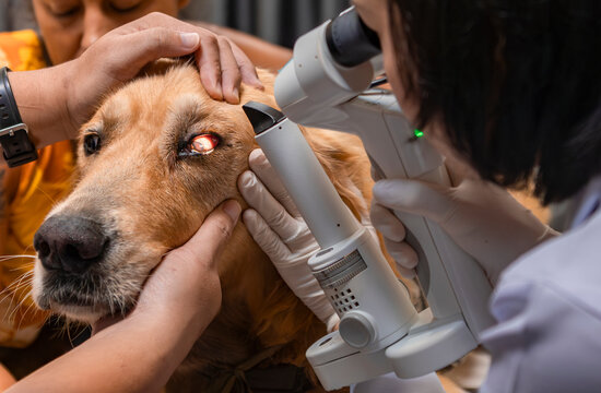 Veterinary examination of dog's eye with microscope