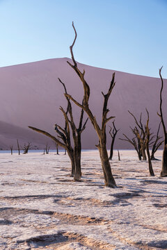 Stunning view of dead trees in Namib desert's Deadvlei