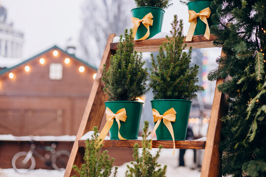 Small Christmas trees with bows on wooden ladder in snow