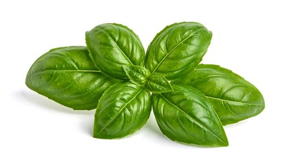 Fresh Basil Leaves Isolated on White Background - Culinary Herb.