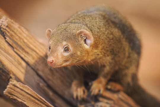 Dwarf mongoose on a log.
