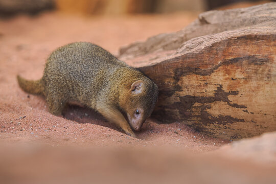 Dwarf mongoose sniffing a yellow melon.
