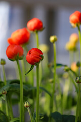春の花壇に咲く赤く可愛い花