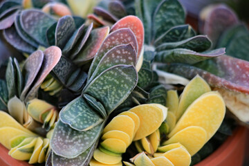 カラフルな多肉植物