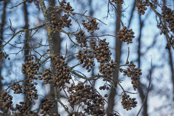 Fruits of the foxglove tree on leafless branches in winter. © lapis2380