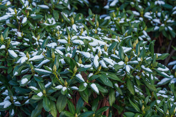 Snow‑covered rhododendron leaves with buds.