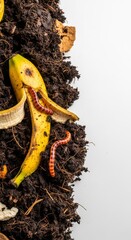 Rich organic composting material with decomposing food waste, banana peel, and a beneficial red wiggler worm processing the nutrients, food waste, brown, organic
