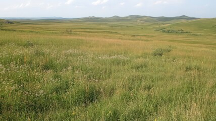 A Peaceful Field of Tall Golden Grass Under a Clear Blue Sky in a Sunny Meadow Landscape