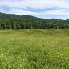 Obraz premium Rolling green meadow with wildflowers leading to manicured wavy grass mounds, dense forest edge, and tree-covered hills under partly cloudy blue summer sky
