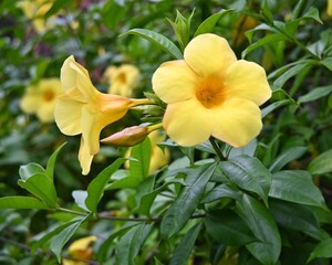 Obraz premium Beautiful yellow flowers resembling trumpets named Brugmansia among the fresh leaves.