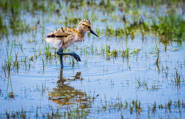 American Avocet Chick Wading Alone in Shallow Wetland
