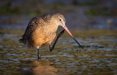 Marbled Godwit Standing in Shallow Water at Low Tide
