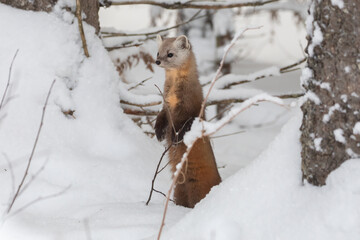 Obraz premium American Pine Marten Martes americana standing alert in snowy winter forest