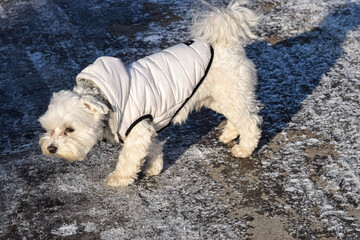 Small white dog wearing a padded winter coat walks on a frosty path