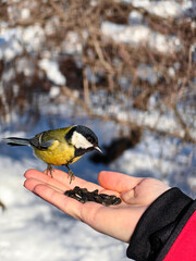 The bird is sitting on the hand. The titmouse sits in the palm. Helping birds in winter.