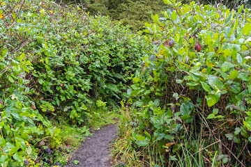 A hiking trail cuts through the dense foliage on the Pacific coast near Charleston, Oregon, USA