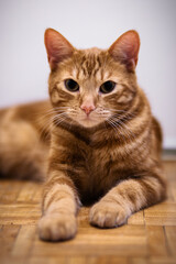 Obraz premium Close-up portrait of a ginger cat lying on a wooden floor, looking directly at the camera with calm expression and soft natural light.
