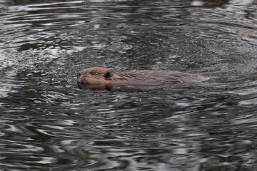 Fototapeta premium American Beaver Castor canadensis swimming in rippled dark water
