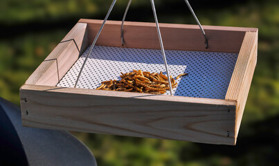 Fototapete bei efototapeten.de bestellen   