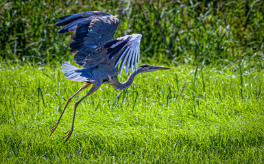 Great Blue Heron Landing in Lush Green Grass
