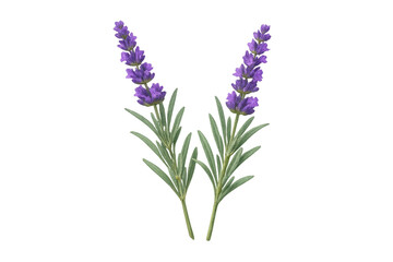 Obraz premium Lavender flowers with purple blossoms creating a soothing essence, symbolizing relaxation, aromatherapy, and natural beauty on transparent background