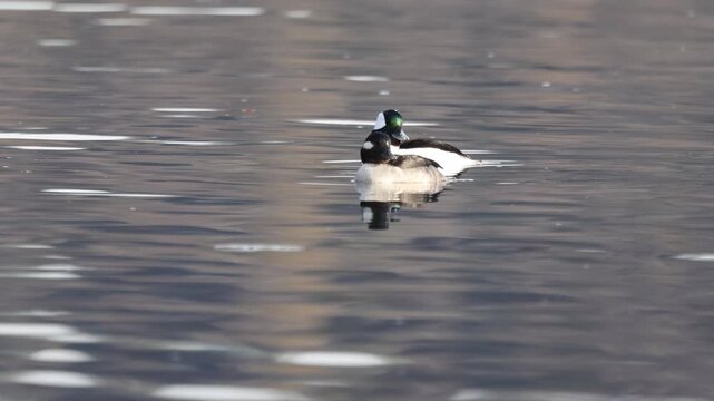 Bufflehead duck pair (Bucephala albeola) swimming calmly on Baum Lake in Shasta County, California.