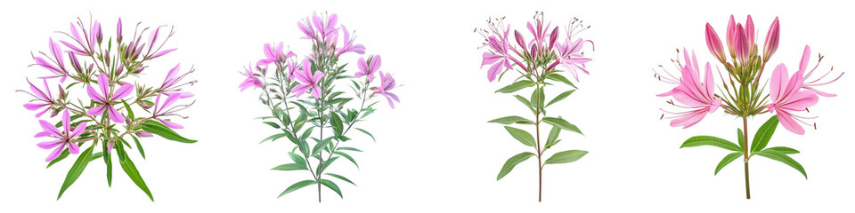 Close up shots of four different varieties of beautiful pink flowers are on display. Green stems and leaves. Flowers in full bloom, revealing their beauty and intricate details.