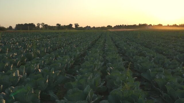 Cabbage field at sunset with rows of plants growing in the soil during evening time in an open area