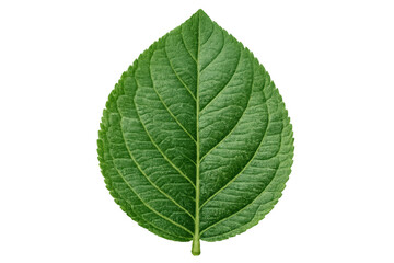 Fototapeta premium Green hydrangea leaf with prominent veins cut out on a transparent background, symbolizing nature and growth