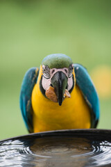 Macaw blue and yellow parrot eating fruit close up © ricardo