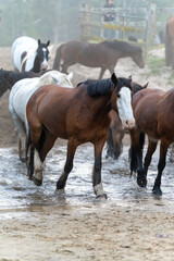 Obraz premium Horse herd galloping splashing muddy water river