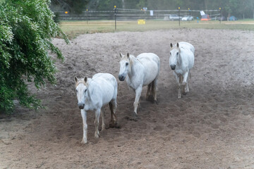 Horse herd galloping splashing muddy water river
