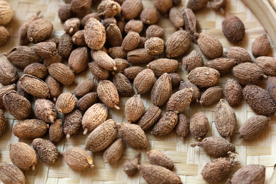 Dried Amomum villosum fruits or Sha Ren