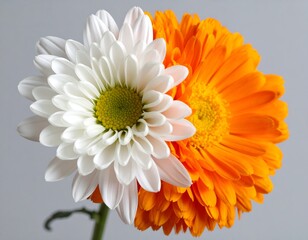Contrasting Beauty - A White Daisy and Orange Calendula Flower Duo.