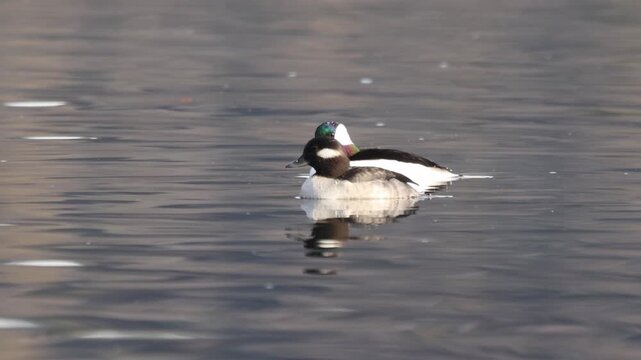 Bufflehead duck pair (Bucephala albeola) diving in succession on Baum Lake in Shasta County, California.
