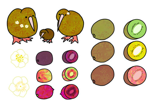 Apteryx family, kiwi, and baby kiwi