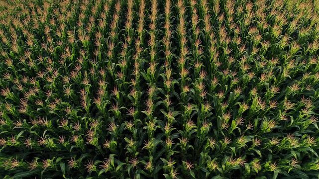 Aerial View of Cornfield - Rows of Green Stalks in Summer.