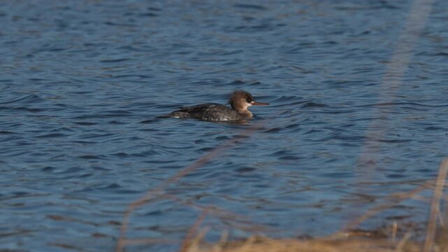 Red-breasted merganser swimming on the shore