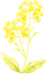 Obraz premium 水彩で描いた菜の花