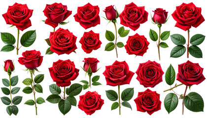 Fototapeta premium Premium Red Rose Botanical Elements Set Commercial Stock