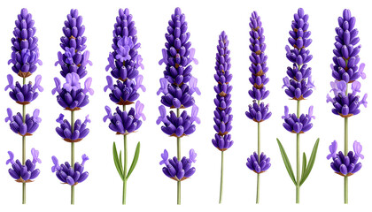 Fototapeta premium Lavender Flower Botanical Elements Set Calm Isolated Stock