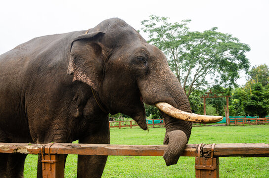 A Tusker at the Dubare Elephant Camp in Kushalnagar, Madikeri, Karnataka, India